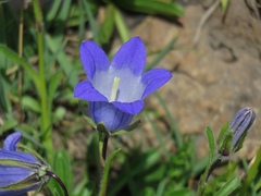 Campanula tridentata