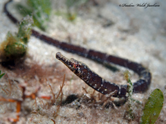 Syngnathus louisianae