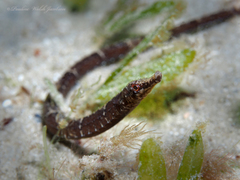 Syngnathus louisianae