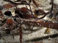 Syngnathus louisianae