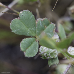 Trifolium microdon