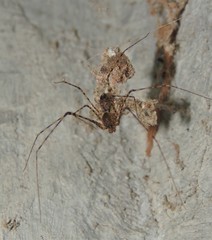 Scytodes longipes