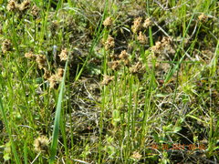 Carex stenophylla