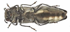 Agrilus integerrimus