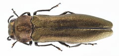 Agrilus integerrimus