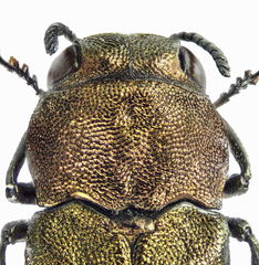 Agrilus integerrimus