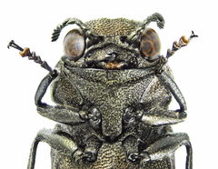 Agrilus integerrimus