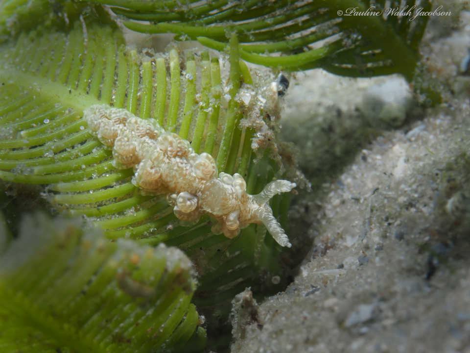 Sargassum Spurilla