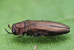 Agrilus integerrimus