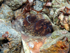 Octopus americanus