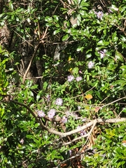 Ampelaster carolinianus