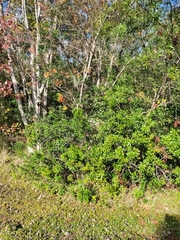 Ampelaster carolinianus