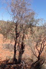 Vachellia haematoxylon