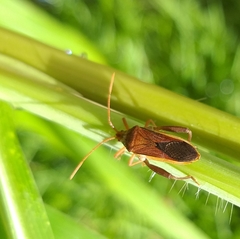 Meropachyini