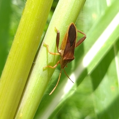 Meropachyini