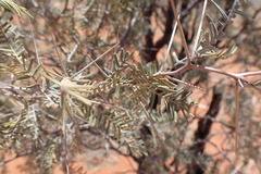 Vachellia haematoxylon