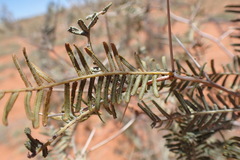 Vachellia haematoxylon