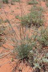 Aristida stipitata