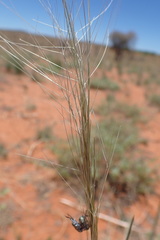 Aristida stipitata