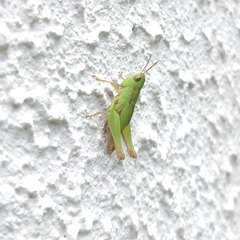 Dichromorpha australis