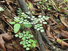 Thalictrum strigillosum