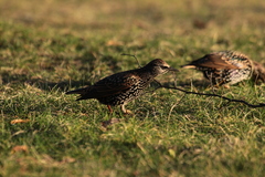 Sturnus vulgaris