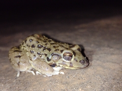 Leptodactylus bufonius