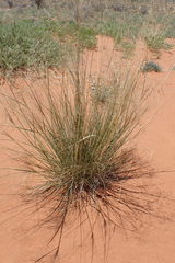 Aristida meridionalis