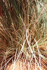 Aristida meridionalis