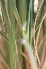 Aristida meridionalis