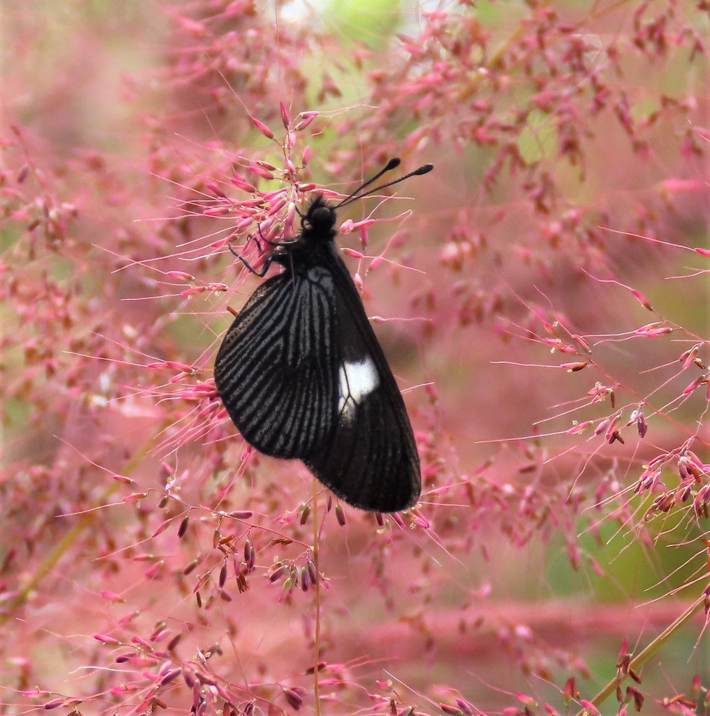 Abananote hylonome basilia from IVICRuta DIMEC, Miranda. Venezuela on
