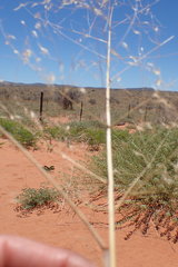 Aristida meridionalis