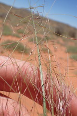 Aristida meridionalis