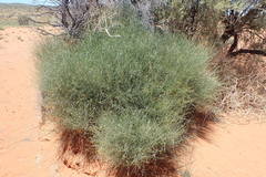 Calobota linearifolia