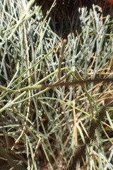 Calobota linearifolia