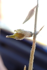 Calobota linearifolia