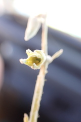 Calobota linearifolia