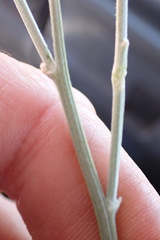 Calobota linearifolia