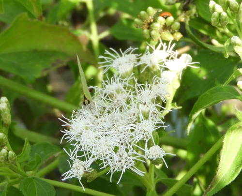 Bitter bush (Chromolaena odorata)