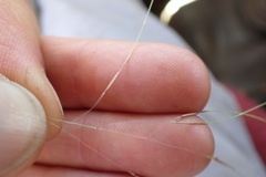 Aristida meridionalis