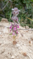 Sideritis romana purpurea