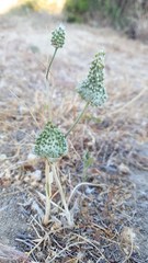 Allium guttatum tenorei