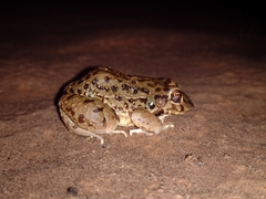 Leptodactylus bufonius