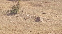Cisticola fulvicapilla
