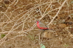 Lagonosticta rubricata