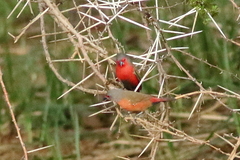 Lagonosticta rubricata