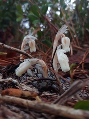 Monotropa brittonii
