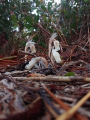 Monotropa brittonii