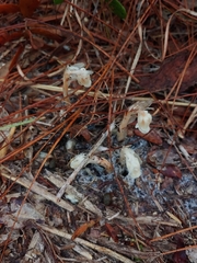 Monotropa brittonii