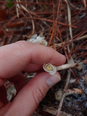 Monotropa brittonii